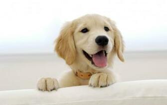 Cute Golden Retriever Puppies Wallpaper