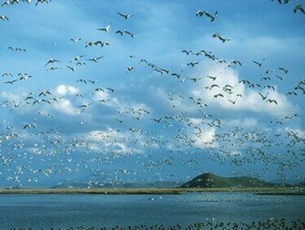 Geese Wallpaper Fun Animals Wiki Videos Pictures Stories
