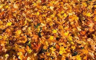 Autum Leaves Desktop Wallpaper By Rayt
