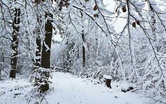 Winter Snow Forest Wallpaper