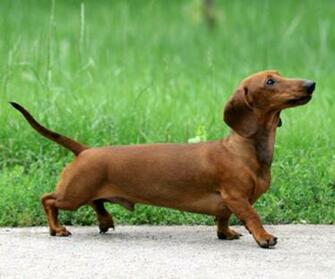 Dachshund Dog Side Photo And Wallpaper Beautiful