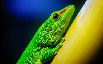 Lizard Computer Wallpaper Desktop Background