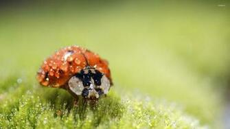 Ladybug Wallpaper Animal