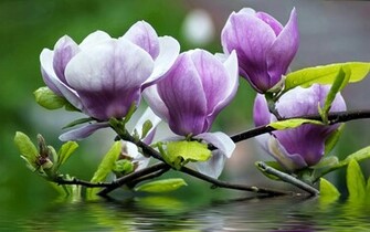 Beautiful Magnolia Mystery Wallpaper