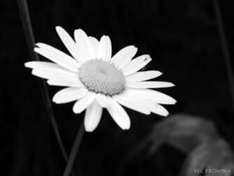 Black And White Daisy Clouds Of Colour