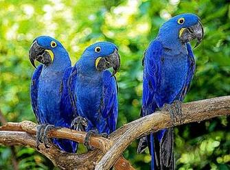 Exotic Birds HD Wallpaper Records