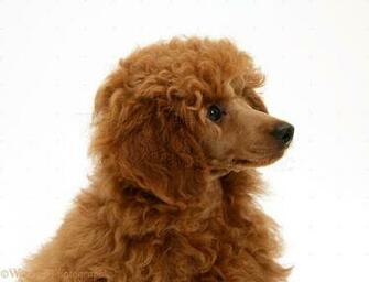 Wp17190 Red Toy Poodle Pup Reggie Weeks Old