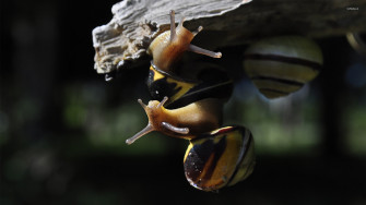 Snails Wallpaper