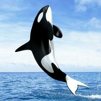 Orca Wallpaper iPhone Image In Collection