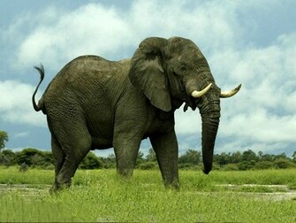 African Elephant Wallpaper High