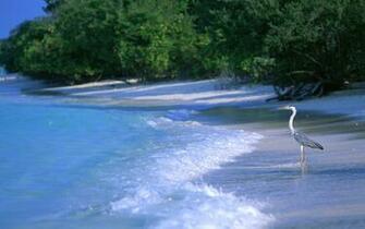 Maldives Wallpaper Beach Island