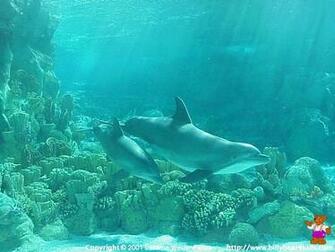 Dolphin Desktop Wallpaper