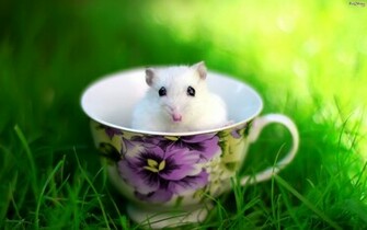 Good Morning Funny Wallpaper Which Is Very Humorous Make You Laugh
