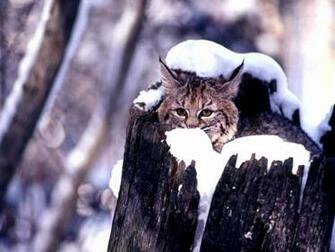 Bobcat Wallpaper For