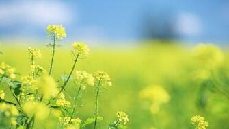 Wildflower Wallpaper Best
