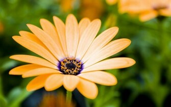 Growing Flowers Wallpaper HD