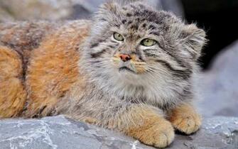 HD Wallpaper Of Wild Cats Recipeapart