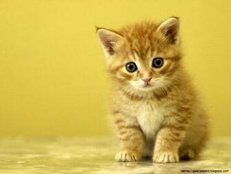 Cute Baby Animal Wallpaper Desktop Amazing