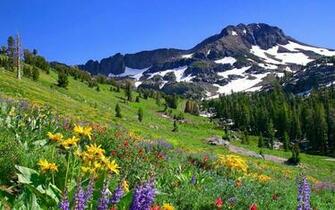 HD Mountain Wildflowers Wallpaper
