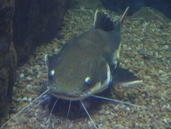 Catfish Wallpaper