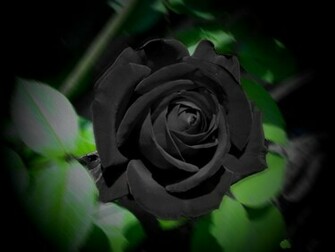 Black Rose3