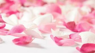 Pink Flower Wallpaper Background Flip