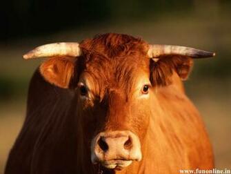 Bull Wallpaper Angry HD Bulls