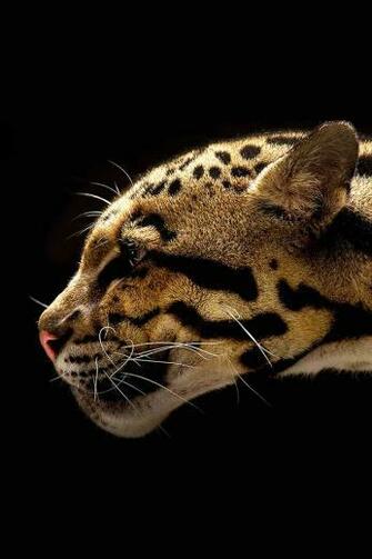 Ios7 Wild Cat Parallax HD iPhone iPad Wallpaper