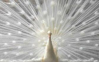 White Peacock Wallpaper