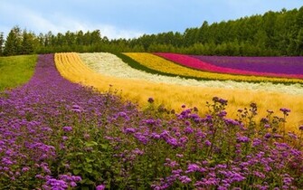 Wallpaper Flowers Flower Field