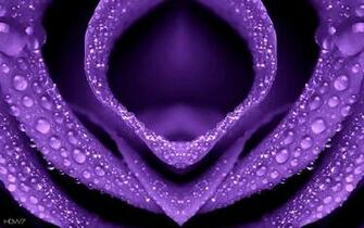 Violet Flower With Water Drops On It Wallpaper HD Gallery