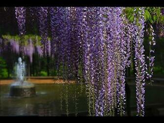 Wisteria Desktop And Mobile Wallpaper Wallippo