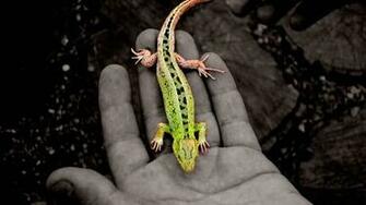 Alligator Lizard Wallpaper Studio Tens