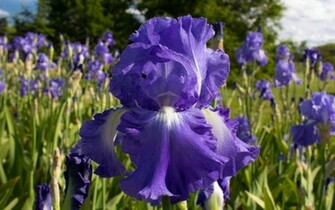 Iris Wallpaper