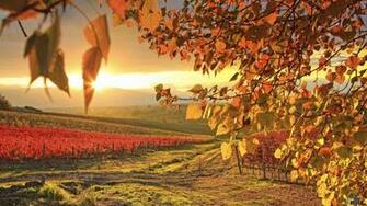 Desktop Wallpaper Vineyard In Autumn