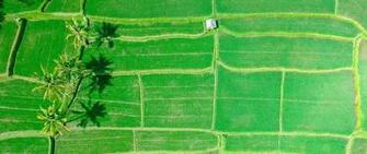 Wallpaper Fields Palms Green Ubud Indonesia