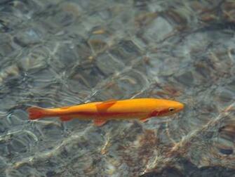 Image Sochi Trout Fish Forel Krasnaya Polyana Greater Russia