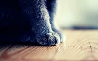 Cat Paw Wallpaper