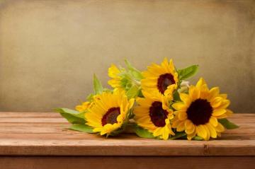 Sunflower Wallpaper