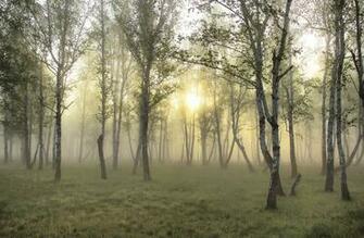 Wood Birch Fog Sunshine Grass Wallpaper Jpg