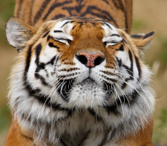 Cute Animals