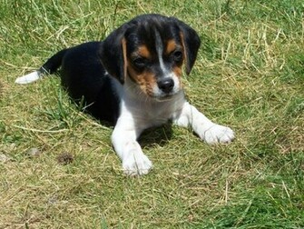 Beagle Puppies Wallpaper