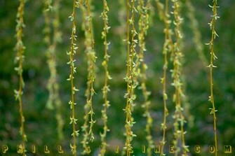 Weeping Willow Tree Wallpaper If This Redbud And