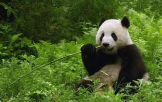 Panda Bear Wallpaper