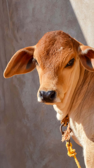 Cow iPhone Wallpaper