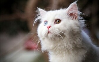 White Cat Wallpaper HD