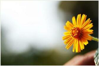 Single Yellow Flower Wallpaper