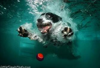 Dogs Catching Ball Under Water By Seth Casteel