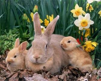 Baby Bunnies With Mother Flowers Garden Wallpaper Beautiful Desktop