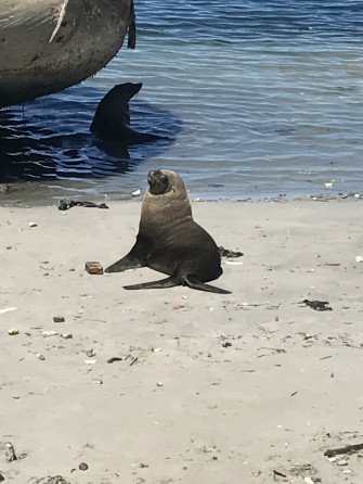 Southern Fur Seals From Hout Bay Wc Za On March At Wallpaper